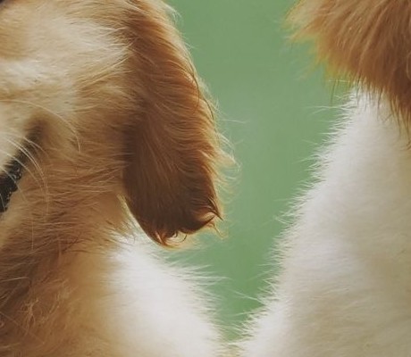 Puppies photo